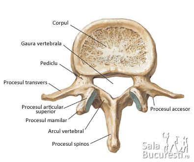procesul spinos al coloanei cervicale